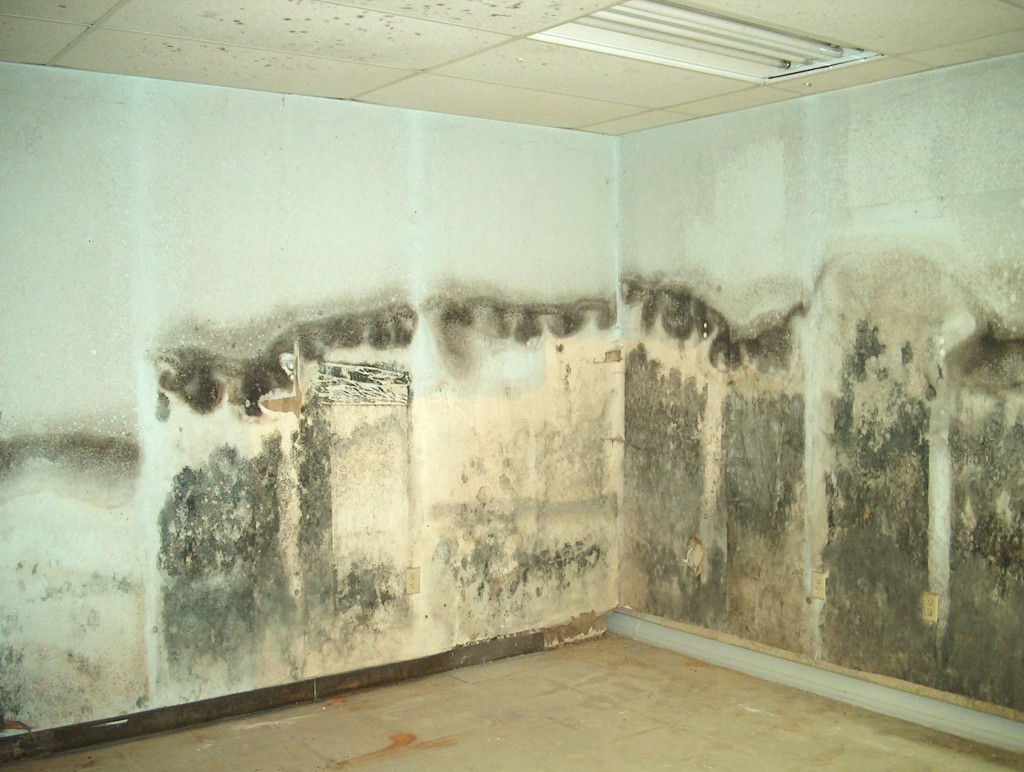 Mold Removal | Marietta, GA | Everdry Basement Waterproofing Atlanta