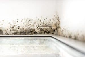 mold-remediation-marietta-ga-everdry-basement-waterproofing-atlanta-2